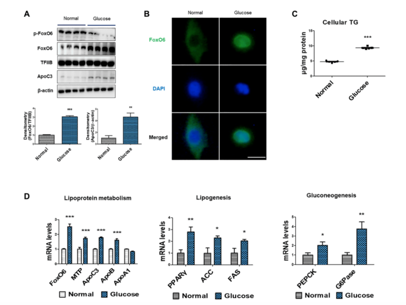 Figure 3. High-glucose induced hyperlipidemia through FoxO6-mediated ApoC3 expression.