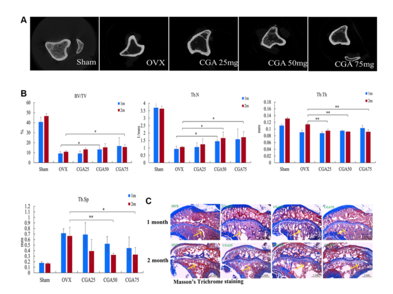 Figure 3. Chlorogenic acid prevents OVX-induced bone loss.