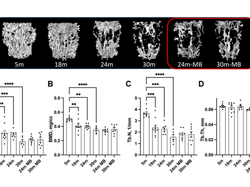 Figure 4. Administration of MB during skeletal aging does not alter trabecular bone morphology of the appendicular skeleton.