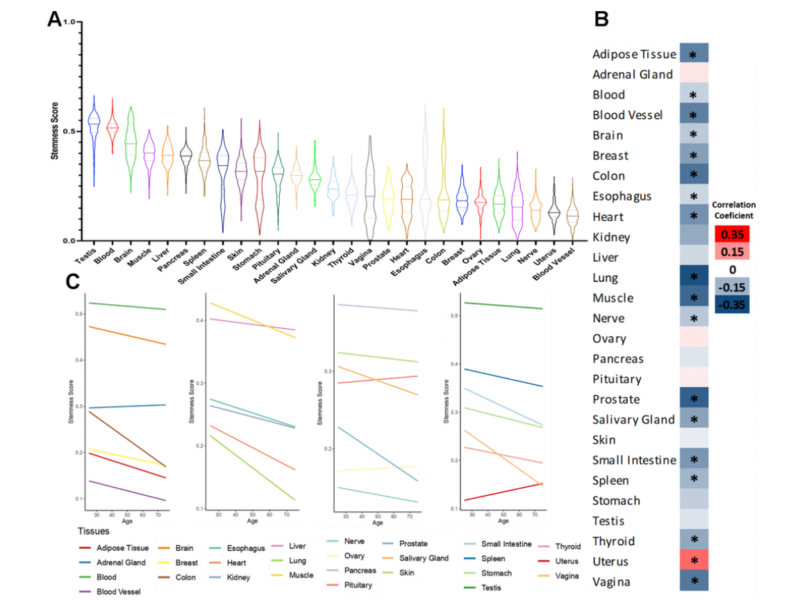 Figure 1. Stemness levels during human aging.