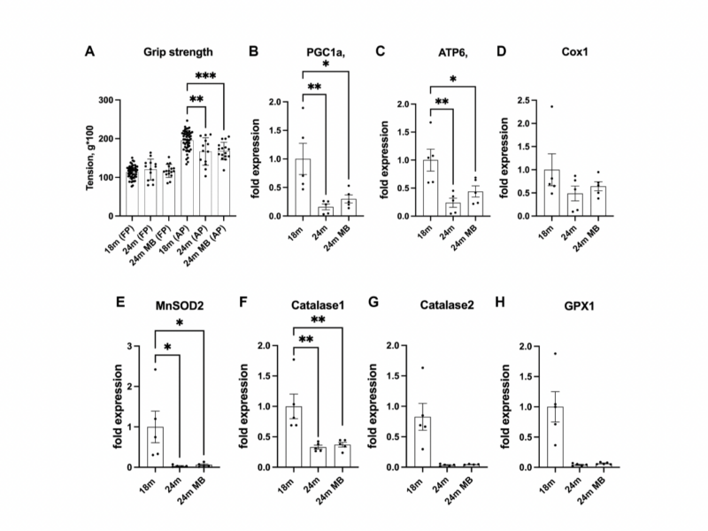 Targeting mitochondrial dysfunction using methylene blue or mitoquinone to improve skeletal aging