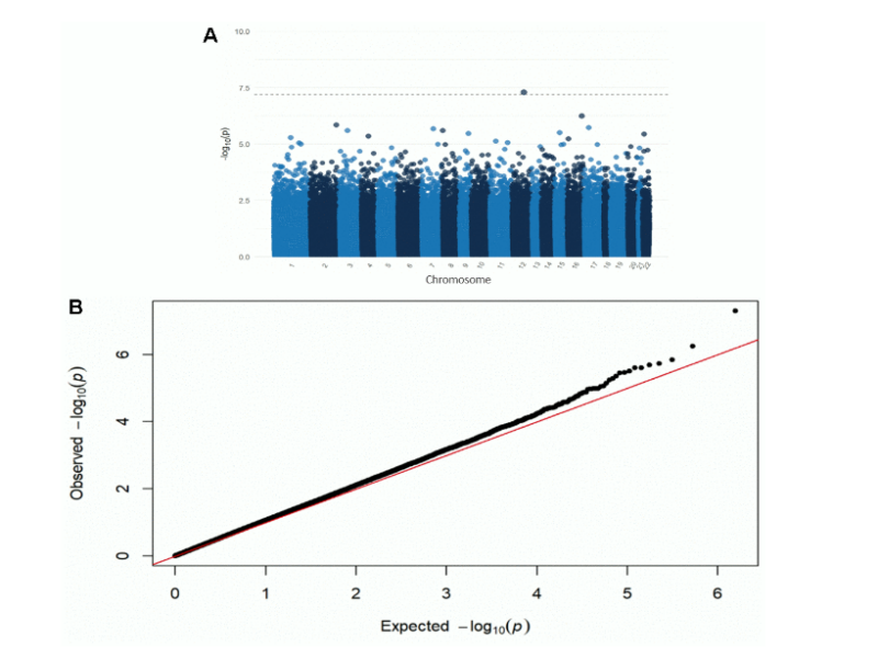 Figure 1. Manhattan (A) and QQ plot (B) from the EWAS of DNAm with the ADI. Adjusted for race, sex, educational attainment, age at death, APOE genotype, cell type, and post-mortem interval. Bonferroni-threshold: 0.05/789889 = 6.33e-8 (λ=0.94).