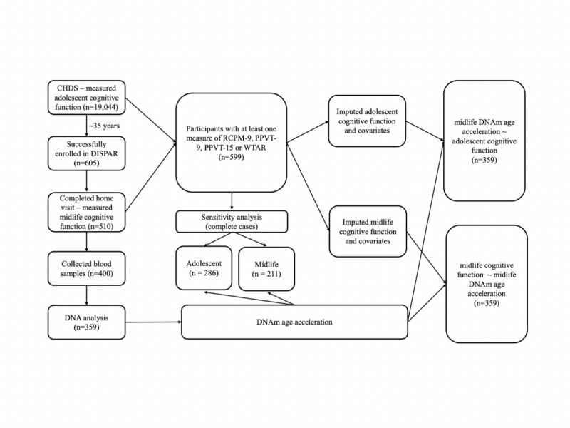 Associations of childhood, adolescence, and midlife cognitive function with DNA methylation age acceleration in midlife
