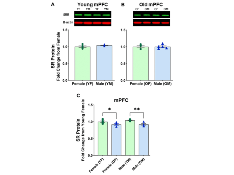 Figure 4. No sex differences in protein levels of serine racemase in the mPFC were observed.