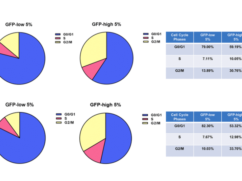 Mitophagy and Cancer: BNIP3/BNIP3L’s Role in Stemness, ATP Production, Proliferation, and Cell Migration