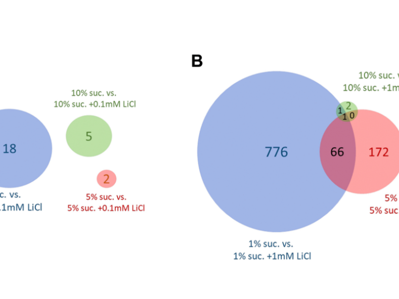 Dietary Sucrose Determines the Regulatory Activity of Lithium on Gene Expression and Lifespan in Drosophila Melanogaste