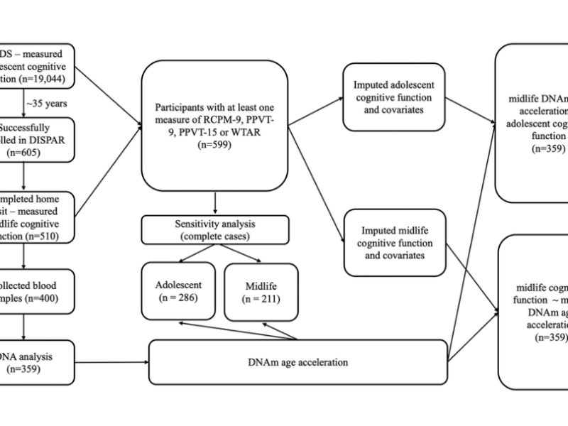 Associations of childhood, adolescence, and midlife cognitive function with DNA methylation age acceleration in midlife