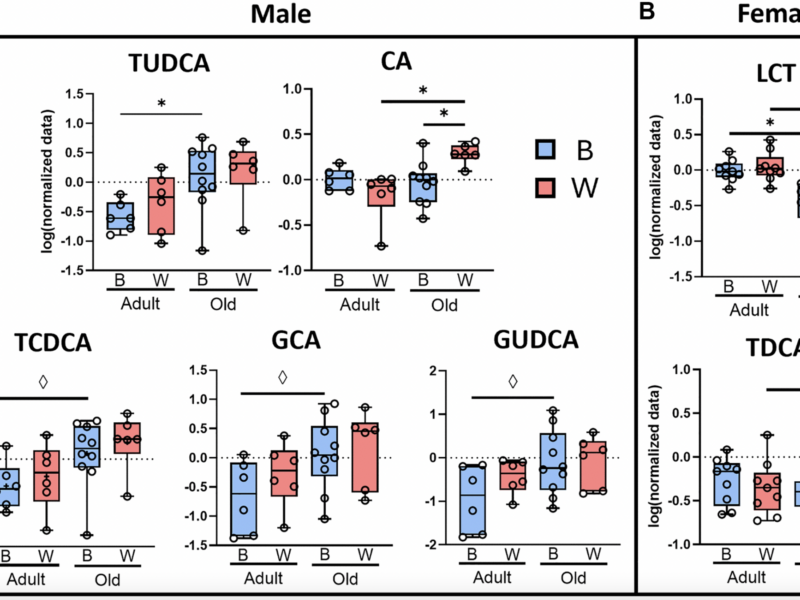 Influence of Age, Sex, and Mitochondrial Haplotype on Gut Microbiome in Rats