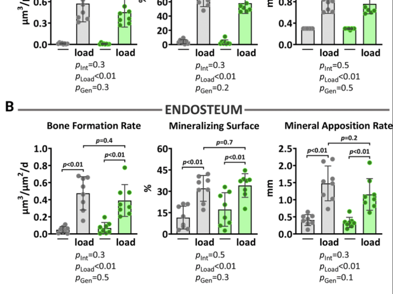 Mitochondrial oxidative stress or decreased autophagy in osteoblast lineage cells is not sufficient to mimic the deleterious effects of aging on bone mechanoresponsiveness
