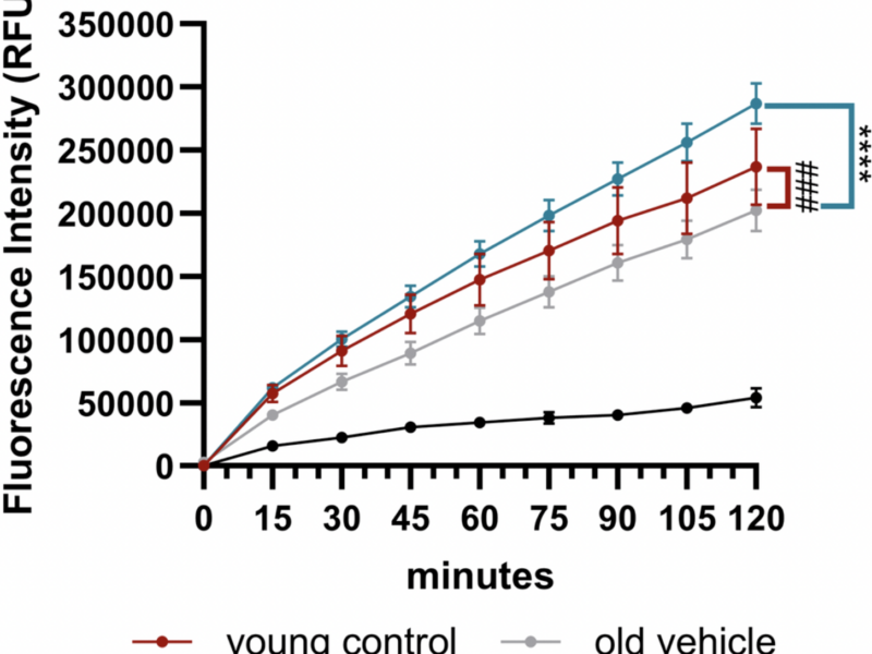 Montelukast Improves Retinal Health in Aging Mice