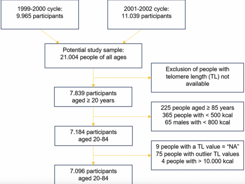 Linking Diet, Lifestyle & Telomere Length: Insights from NHANES Data