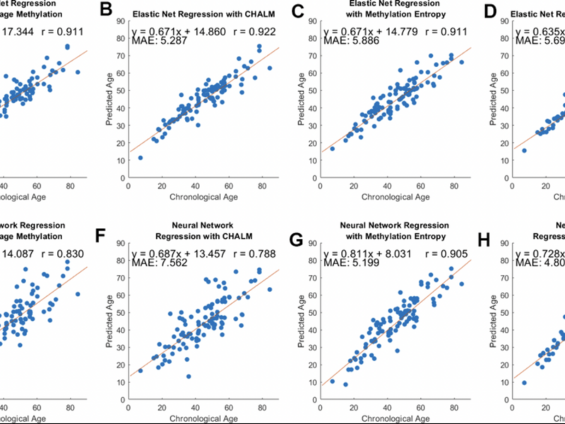 DNA Methylation Entropy: A New Way to Track and Predict Aging