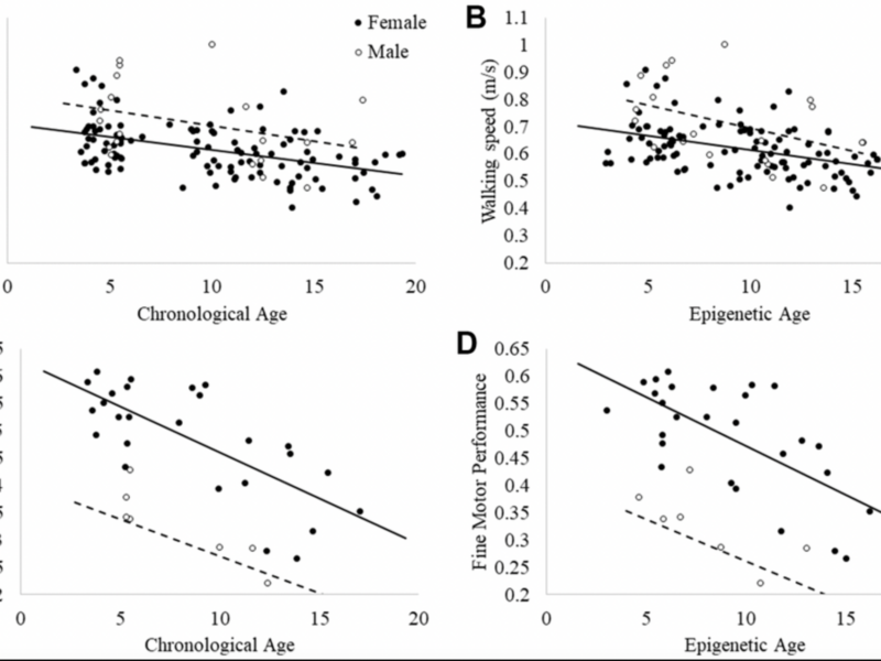 Epigenetic Aging Detected in Baboons, But Physical Decline Not Clearly Linked