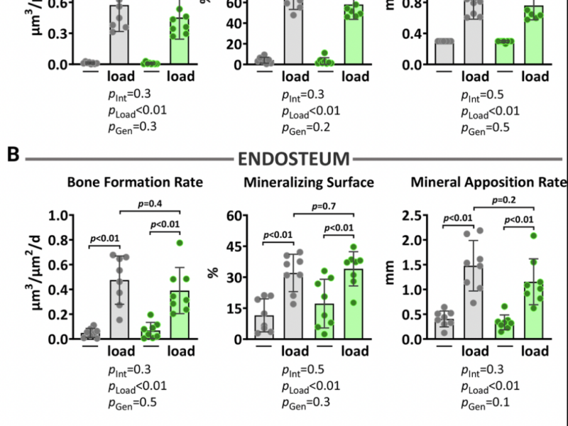 Osteoblast Stress Alone Fails to Explain Bone’s Weaker Response to Exercise in Aging