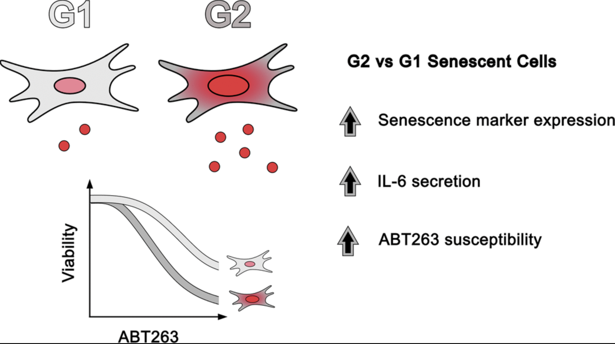 How Cell Cycle Status Affects Aging Cell Response to Senolytic Drugs