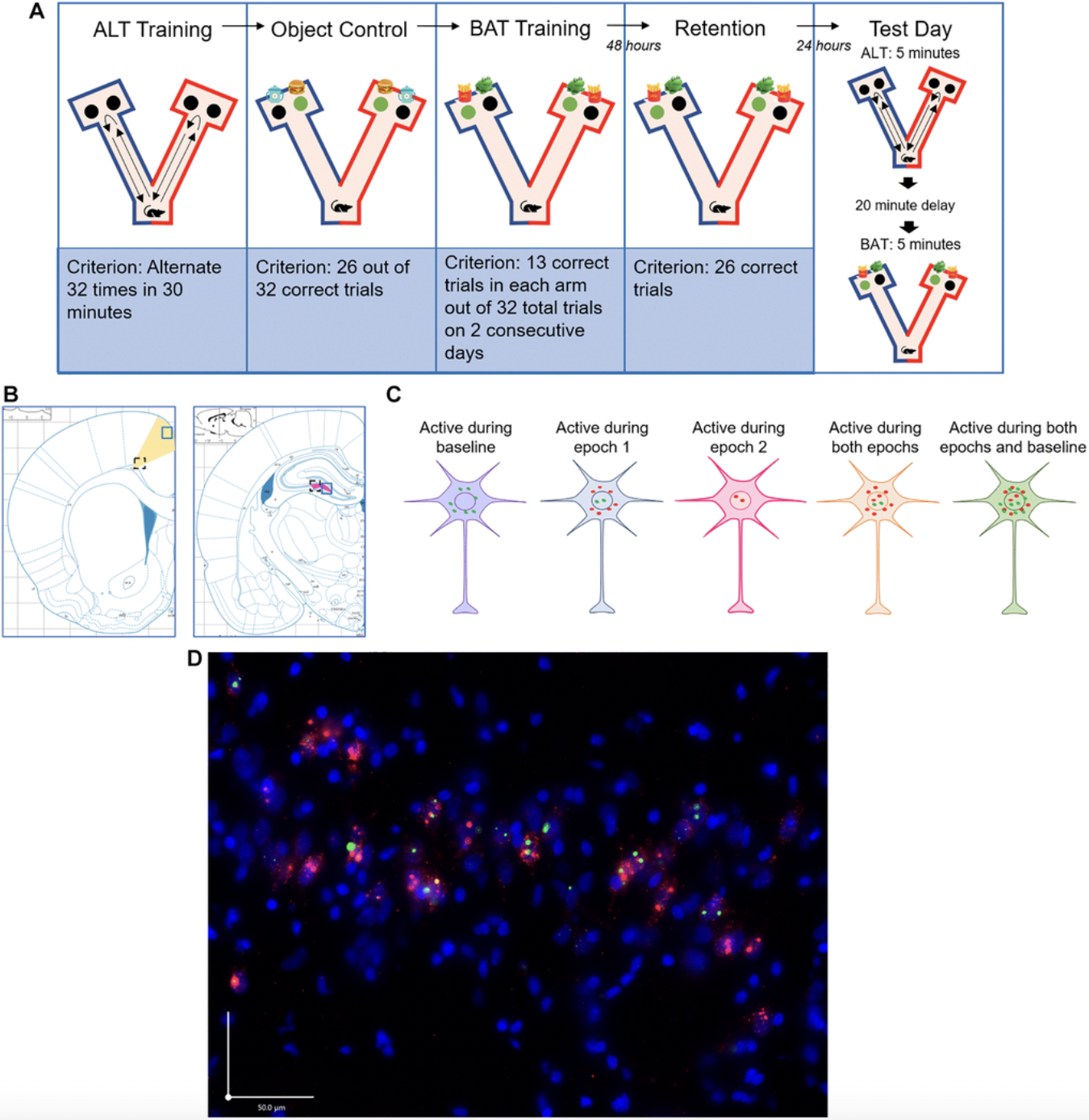 Lifelong Companionship Protects Aging Rat Brains from Cognitive Decline