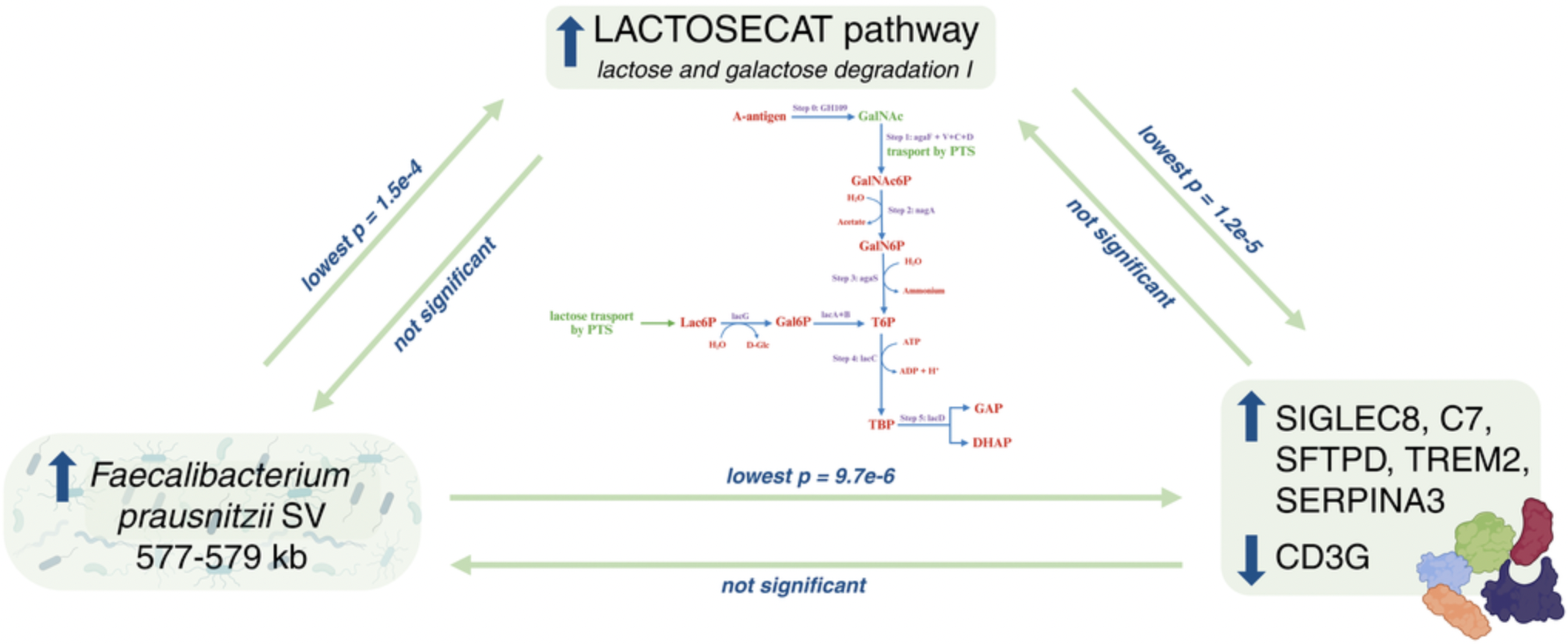 Figure 4. Directed causal relationships involving the abundance of Faecalibacterium prausnitzii structural variant 577_579, the LACTOSECAT pathway, and plasma proteins.