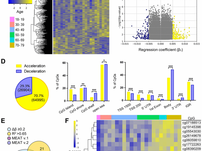 Skeletal Muscle Epigenetic Clocks Developed Using Postmortem Tissue from an Asian Population