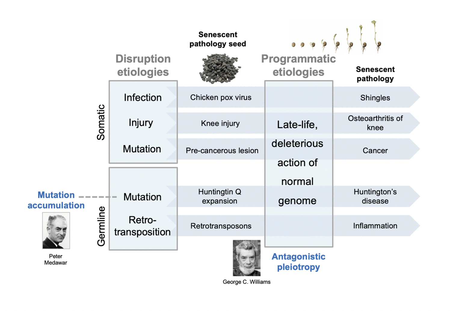 How Aging Leads to Disease: New Two-Stage Model Explains Age-Related Illness