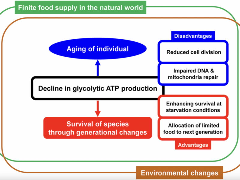 Next-Generation Metabolic Theory Suggests Glycolytic ATP Decline May Limit Lifespan