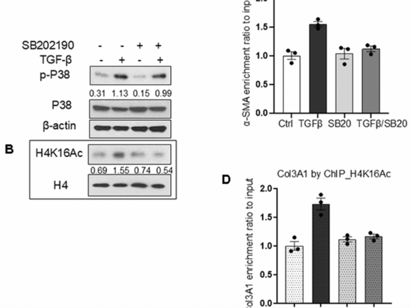 P38 MAPK Linked to Epigenetic Activation of Fibrotic Genes in Senescent Lung Fibroblasts