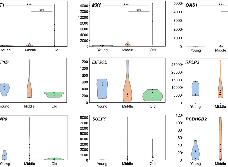 Stage-Specific Gene Expression Changes Reveal Early Triggers of Cellular Aging