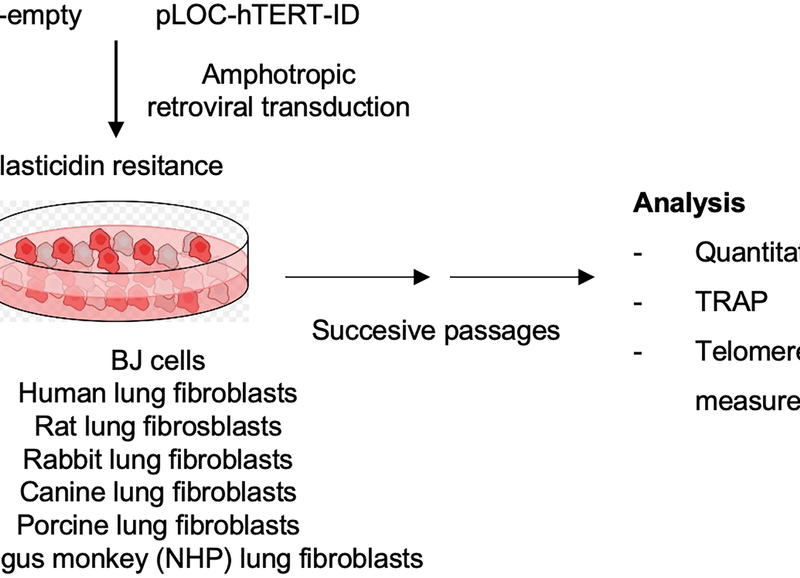 Human Telomerase Shows Selective Cross-Species Activity, Revealing Limits of Animal Models