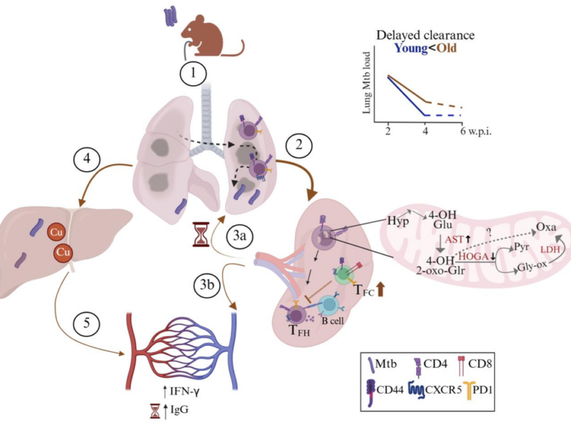 Aging Immune Systems Show Reduced Ability to Clear Tuberculosis During Treatment