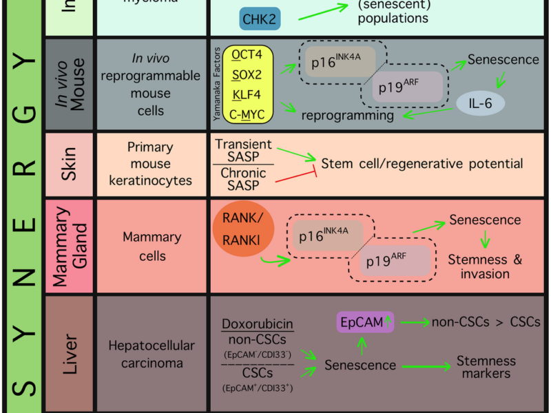 Cellular Senescence and Stem Cells Share a More Complex Relationship Than Previously Recognized