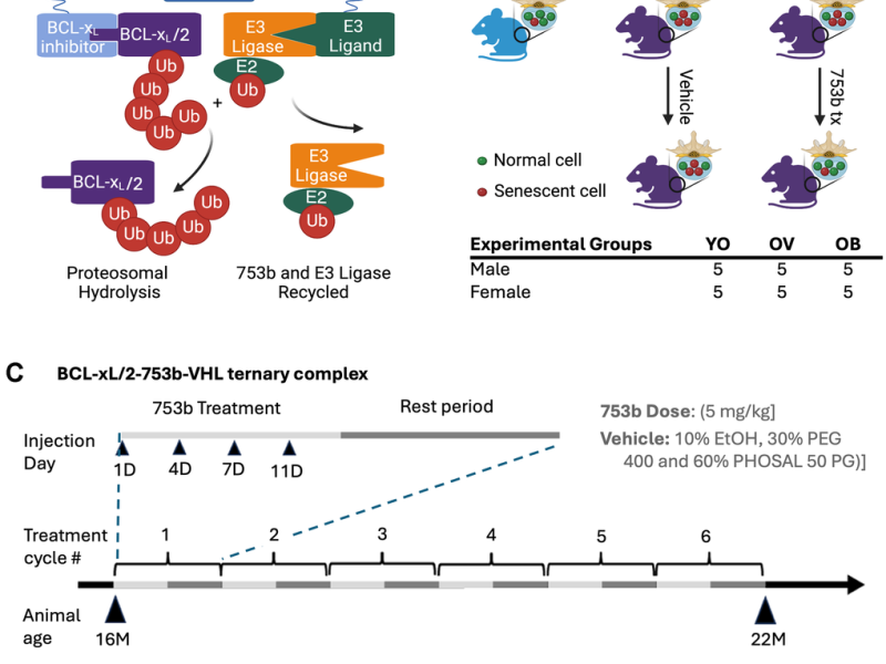Senolytic PROTAC Slows Age-Related Intervertebral Disc Degeneration in Male Mice
