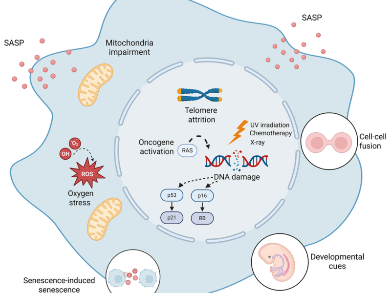 Multiple Biological Triggers Shape Cellular Senescence in Aging and Disease