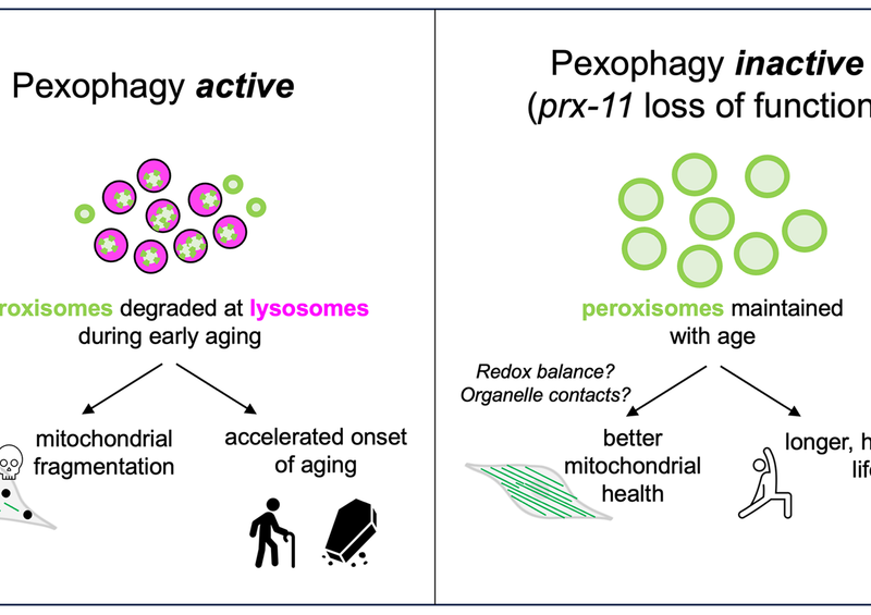 Preserving Peroxisomes Helps Maintain Mitochondrial Health and Extend Lifespan in C. elegans