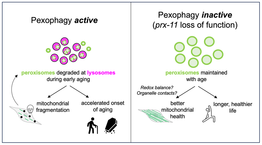Preserving Peroxisomes Helps Maintain Mitochondrial Health and Extend Lifespan in C. elegans