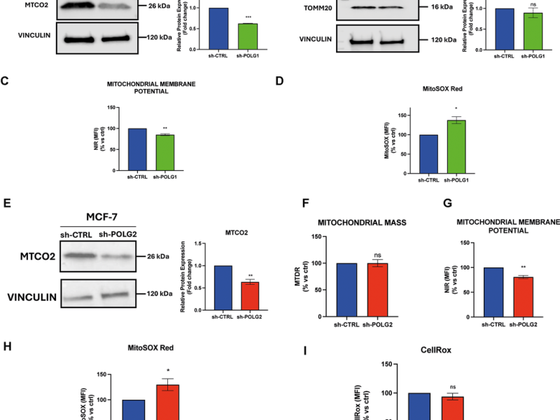 Targeting POLG Reduces Breast Cancer Stemness Through Mitochondrial Dysfunction