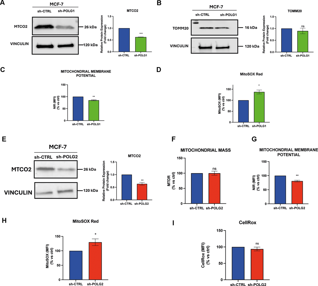 Targeting POLG Reduces Breast Cancer Stemness Through Mitochondrial Dysfunction