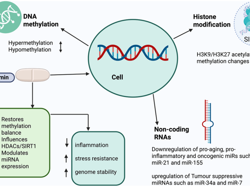Metformin Emerges as a Promising Candidate at the Intersection of Aging and Longevity