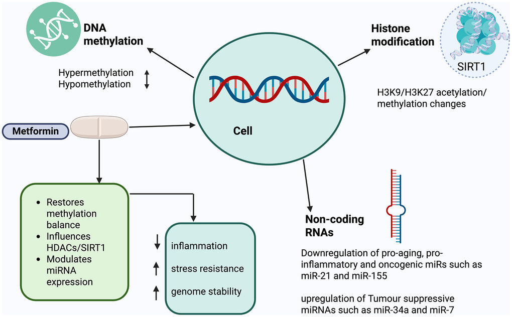 Metformin Emerges as a Promising Candidate at the Intersection of Aging and Longevity