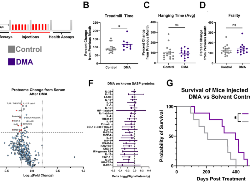 New Drug Combination Targets Cancer and Senescent Cells While Extending Lifespan in Old Mice